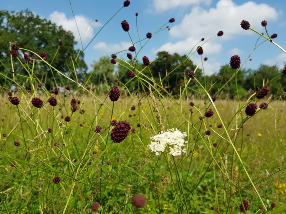 Flourishing Floodplains - Wildflower Workshops